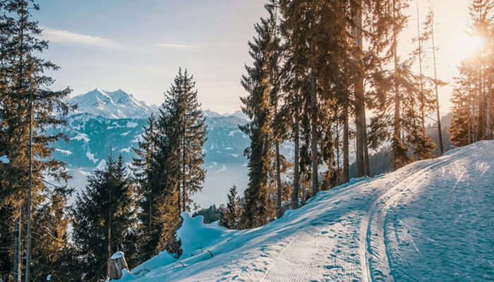 Cross-Country Skiing